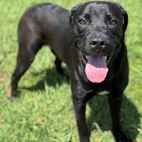 Thumbnail photo of 181261 Jett #3