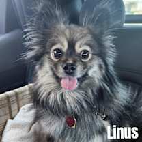 Thumbnail photo of Linus #1