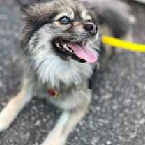 Thumbnail photo of Linus #2