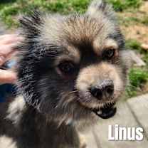 Thumbnail photo of Linus #4