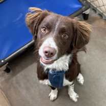 adopt-pet