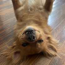 Thumbnail photo of Bentley #4