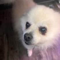 Thumbnail photo of Pom Poms #2