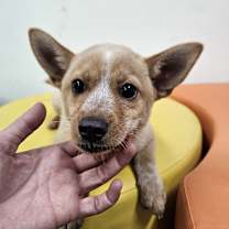 adopt-pet