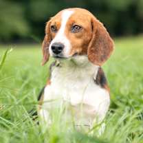 Thumbnail photo of Tilly #3