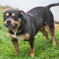 Thumbnail photo of Macaroni #3