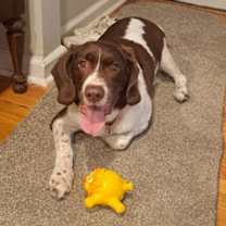 adopt-pet