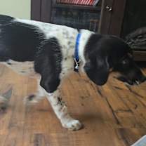 Thumbnail photo of Oreo #4