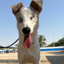 adopt-pet