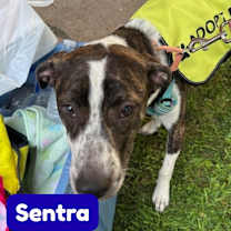 Thumbnail photo of Sentra #1