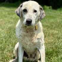 Thumbnail photo of Henley #3