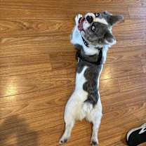 Thumbnail photo of New! SKYE #1