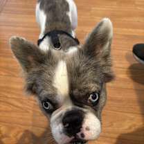 Thumbnail photo of New! SKYE #4