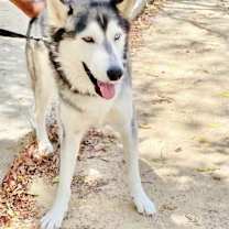 Thumbnail photo of Archie #3