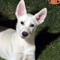 adopt-pet