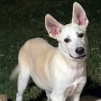 adopt-pet