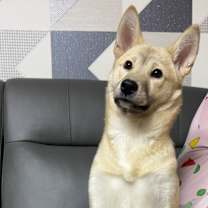 adopt-pet