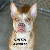 Thumbnail photo of Cintia #2