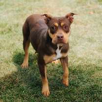 Thumbnail photo of Quince #1