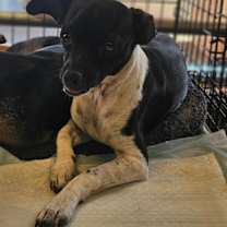 Thumbnail photo of Jack #3