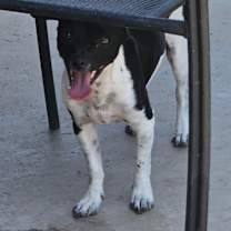 Thumbnail photo of Jack #4