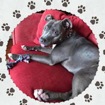 Thumbnail photo of Bourbon - IN FOSTER #1