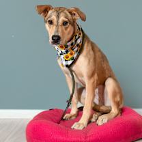 Thumbnail photo of Ava #4