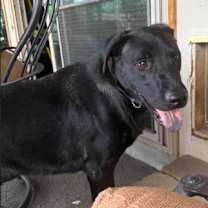 Thumbnail photo of Albert #1