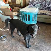 Thumbnail photo of Albert #2