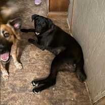 Thumbnail photo of Albert #3