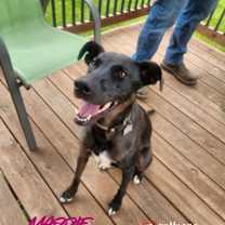 Thumbnail photo of Maddie (Courtesy Post) #1