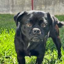 Thumbnail photo of Boss aka Mushu #2