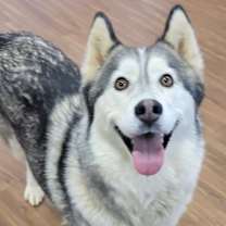 Thumbnail photo of Lagatha *Sponsored Adoption #1