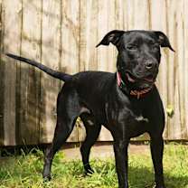 Thumbnail photo of Onyx #1