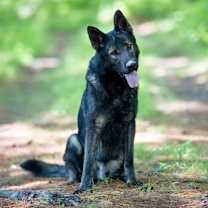 Thumbnail photo of Buddy #2