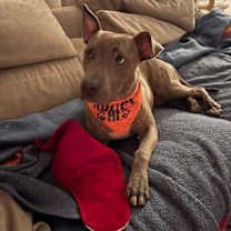 Thumbnail photo of Porkchop #2