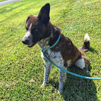 Thumbnail photo of Leo #2