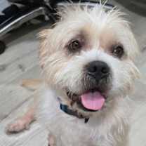 Thumbnail photo of TANK the man #1