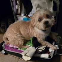 Thumbnail photo of TANK the man #2