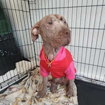 Thumbnail photo of Nixie JuM #3