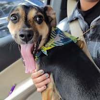 Thumbnail photo of Mileena #3