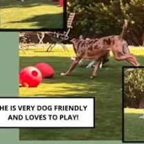 Thumbnail photo of Woody #4