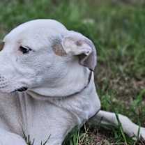 Thumbnail photo of Briar #3