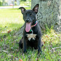 Thumbnail photo of Bug #2