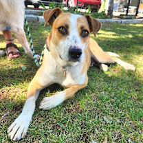 adopt-pet
