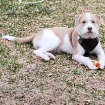 Thumbnail photo of Shiloh #2