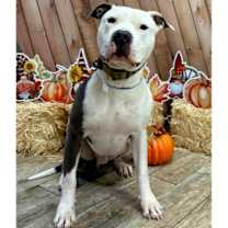 Thumbnail photo of ENZO #1