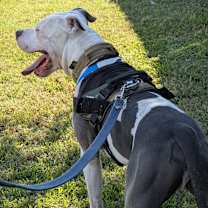 Thumbnail photo of ENZO #4