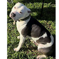 Thumbnail photo of ENZO #2