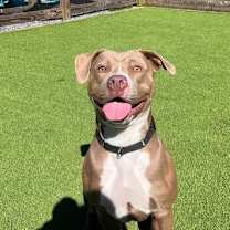 Thumbnail photo of Diamond #2